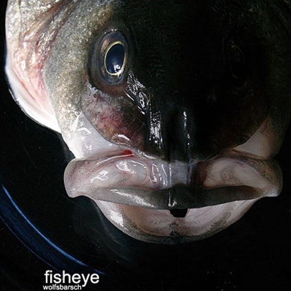 2006_03_30__fisheye